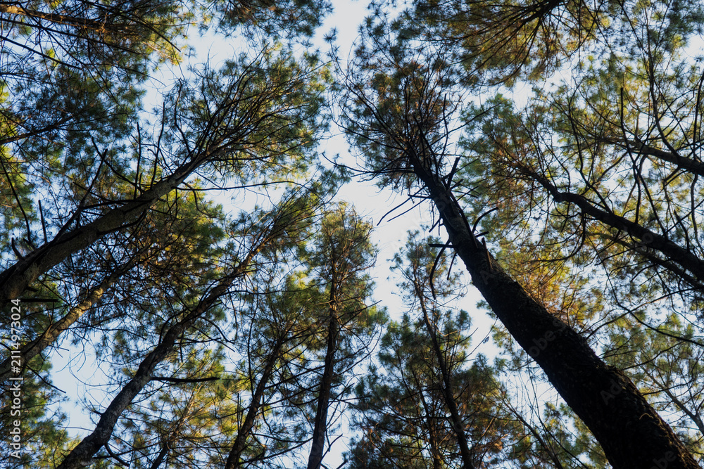 Fototapeta premium trees in the forest