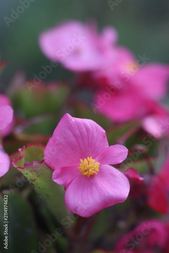 Delicate pink begonia flowers in bloom, with a soft focus background