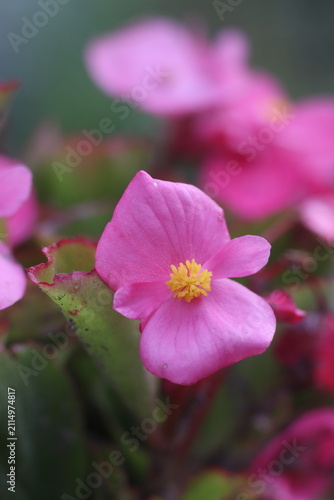 A close-up of a delicate pink begonia flower with a yellow center, blooming vibrantly amidst lush green foliage. The soft focus background adds to the ethereal beauty of this garden bloom.