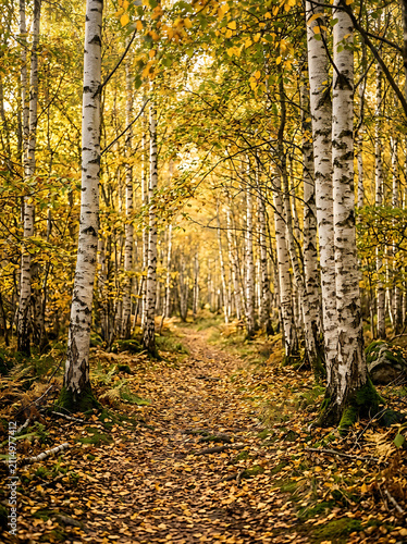 Autumn forest pathway winding through white birch trees with golden leaves falling on ground in woodland sunny scene.