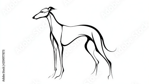 Elegant greyhound line art illustration white background.