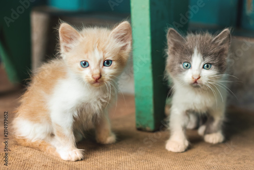 Portrait of two cute little kittens looking at camera indoors