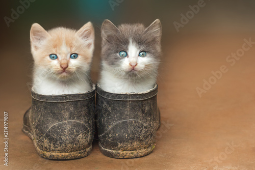 Two cute kittens sitting inside dirty old rubber boots