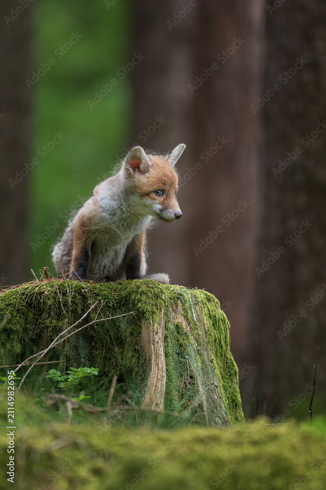 Obraz premium A cute young red fox pup standing on a mossy tree stump in a green forest.