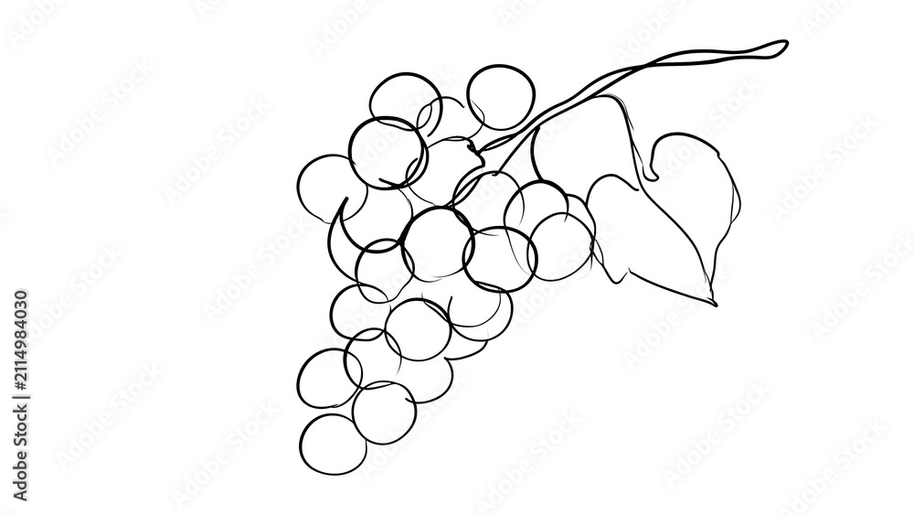 Obraz premium Hand drawn grape cluster illustration white background.