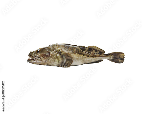 Predatory marine fish with sharp teeth and bony head isolated on black background