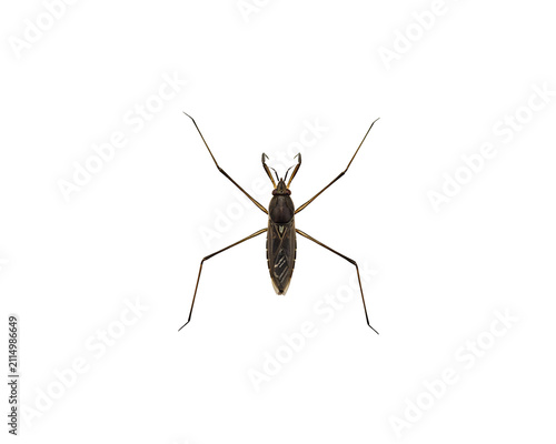 Detailed view of a water strider insect with long legs isolated on black background