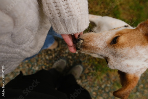Mixed breed dog near a Scandinavian house outdoors.
