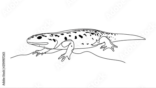 Detailed lizard line drawing on white background.