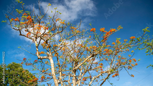 A majestic flamboyant tree covered in vivid orange-red flowers spreads its bare branches against a bright blue sky in Vietnam. Spectacular tropical bloom in season.
