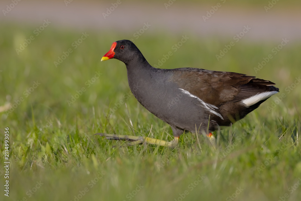 Fototapeta premium The common moorhen - adult bird in spring