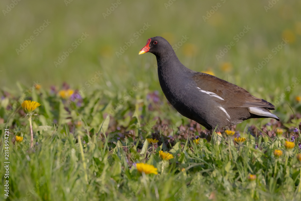Obraz premium The common moorhen - adult bird in spring