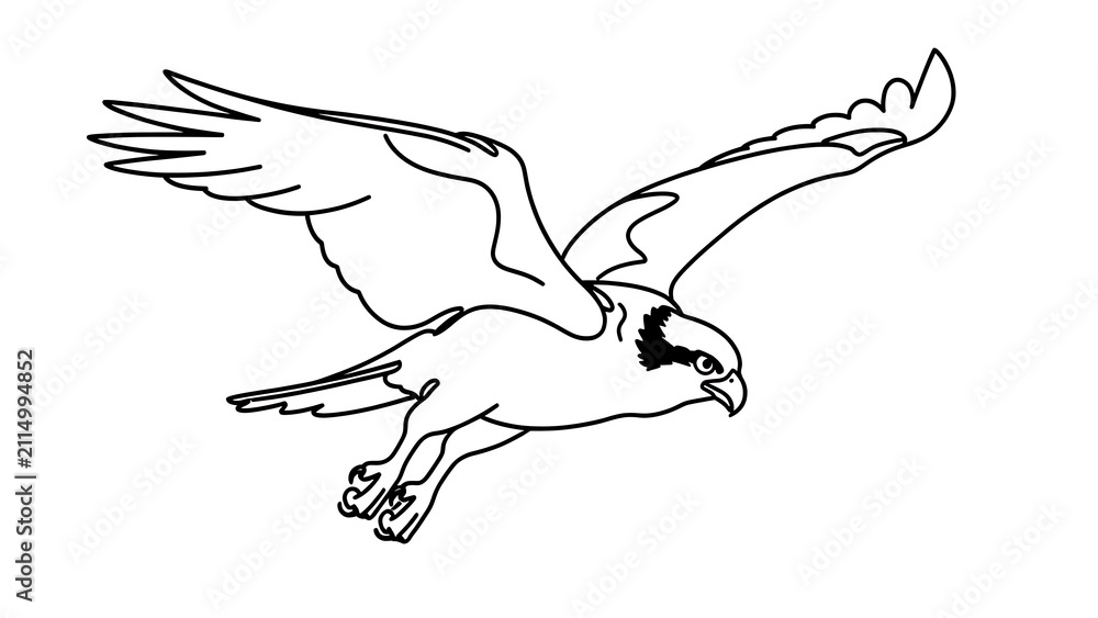 Fototapeta premium Eagle in flight illustration white background.