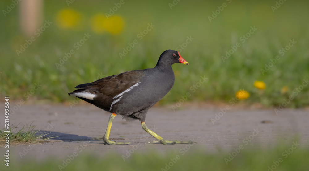Fototapeta premium The common moorhen - adult bird in spring