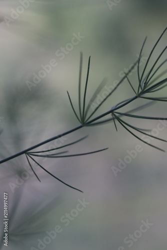Delicate, thin green asparagus fern fronds unfurl against a soft, muted green background, creating an ethereal and serene botanical composition