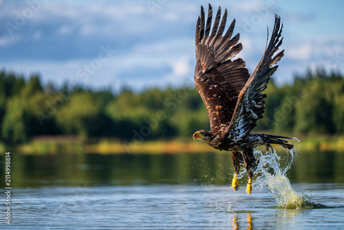 Bild auf Leinwand A majestic juvenile bald eagle (Haliaeetus leucocephalus) hunting and flying low over the water surface with water splashes