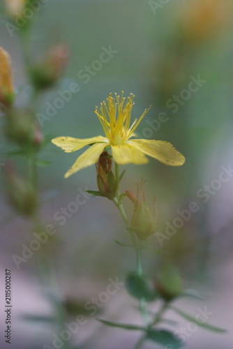 Принти на полотні A delicate yellow flower with multiple petals and stamens stands tall against a soft, blurred background of green and grey hues