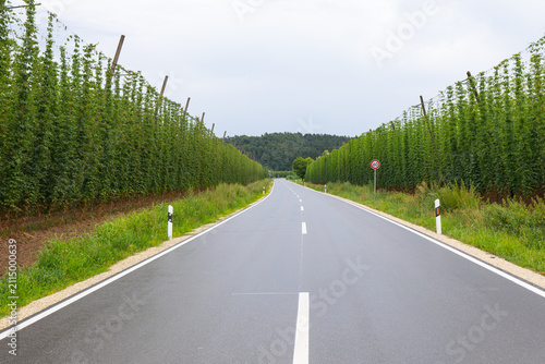 Bild auf Leinwand Horizontal perspective view looking down a paved asphalt road flanked on both sides by tall green hop fields with wooden trellis poles under an overcast sky