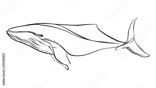 Minimalist whale line drawing white background.