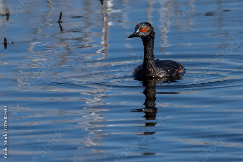 Black-necked or Eared Grebe (Podiceps nigricollis) in Klamath Basin National Wildlife Refuge