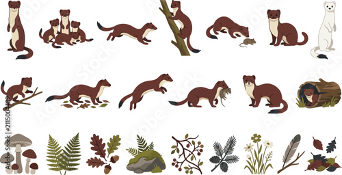 Принти на полотні Collection of stoat and weasel vector illustrations with forest elements in a cl