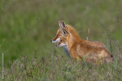 Young American Red Fox and Mother (Vulpes vulpes fulva) in the Palouse