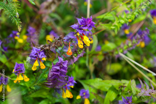 Canvastavla Vibrant wild wood cow-wheat flowers featuring purple bracts and yellow blossoms bloom in a forest meadow
