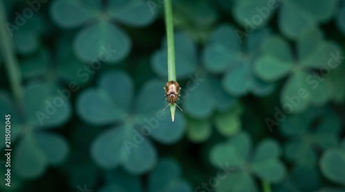 Small shiny bronze beetle perched on a single blade of grass against a soft blurred background of lush green clover leaves in a peaceful with presents macro perspective metallic bronze colored