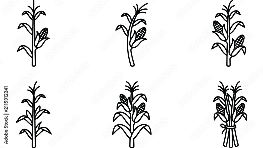 Fototapeta premium Corn stalk icons set. Linear maize plants for autumn harvest design elements.