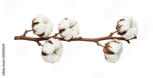 Quadro su tela Fluffy cotton branch png white cotton boll png