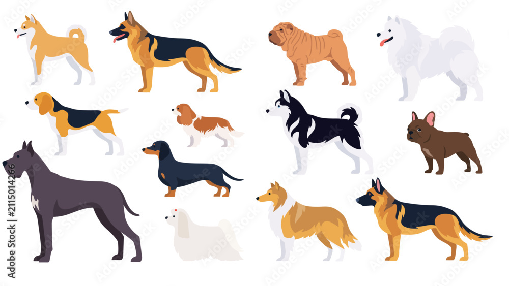 Fototapeta premium Dog breeds flat vector illustration set, classic domestic purebred pets collection with German Shepherd, Husky, Great Dane, and Beagle isolated on white background