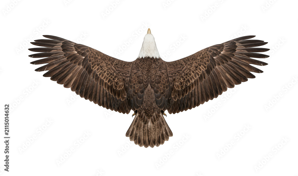Obraz premium majestic bald eagle png powerful bald eagle cutout soaring eagle png