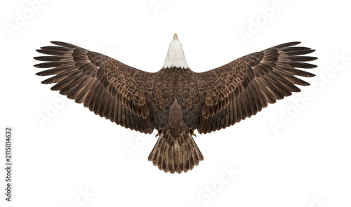 Fotografie majestic bald eagle png powerful bald eagle cutout soaring eagle png