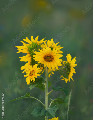 Viele kleine Blüten an einem Stängel von Sonnenblumen Blüten mal anders gesehen