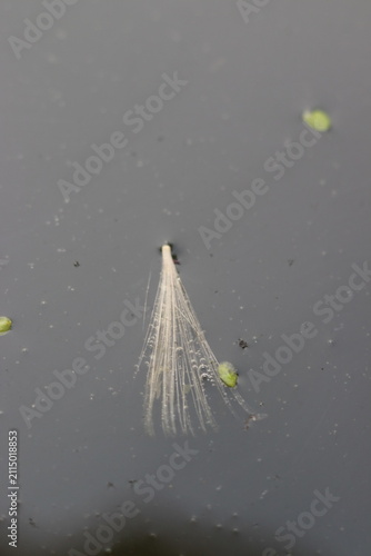 Canvastavla A close-up shot of a dandelion seed floating on a dark surface, with a few tiny