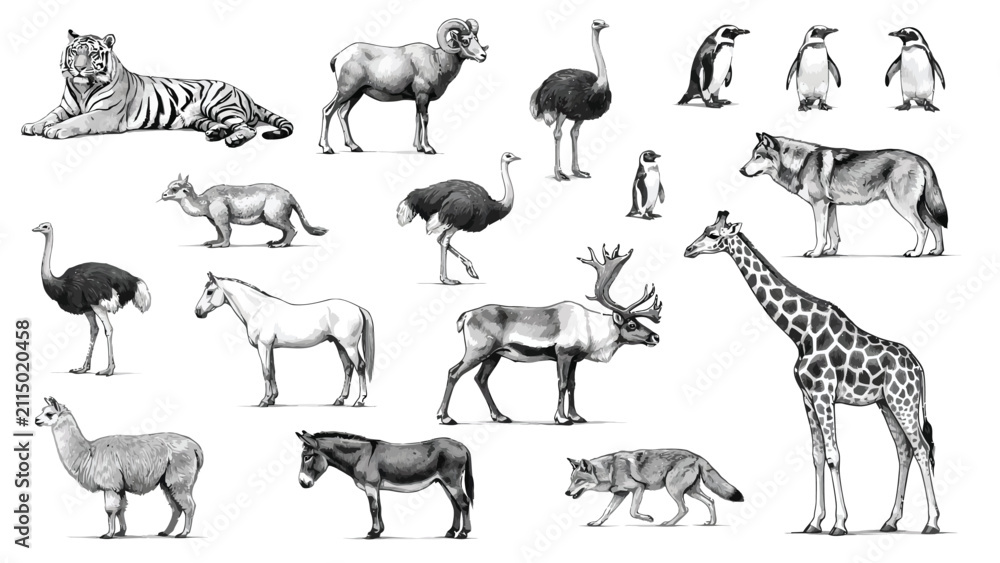Fototapeta premium Wild and domestic animals hand drawn sketch vector set, vintage realistic wildlife collection with giraffe tiger caribou and wolves isolated on white background