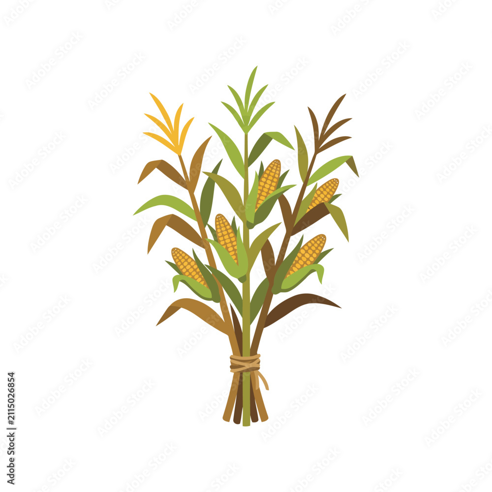 Fototapeta premium Autumn corn stalks bundle. Thanksgiving harvest illustration with golden maize cobs.