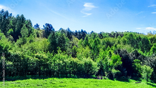 Idyllic view if meadow in center of forest.