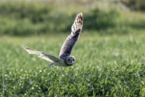 Plakat short-eared owl