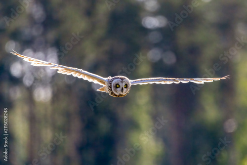 Obraz na płótnie short-eared owl