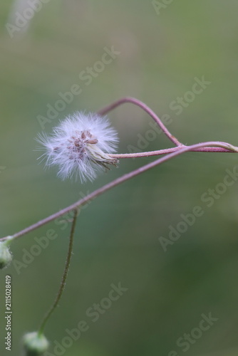 Картината върху платно A delicate dandelion seed head with a wispy, fluffy appearance, set against a soft, blurred green background