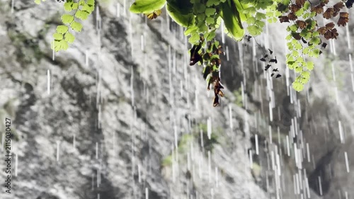 Raindrops dripping from wet leaves, slow motion, close-up view