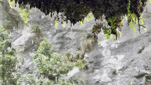 Raindrops dripping from wet leaves, slow motion, close-up view