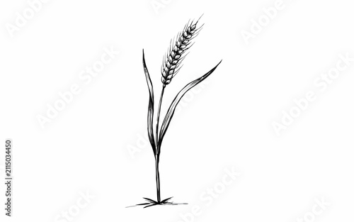 Single wheat stalk with grain head isolated transparent background illustration