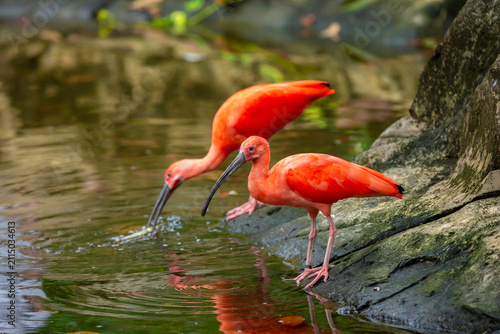 Картината върху платно Scarlet ibis standing among lush green plants
