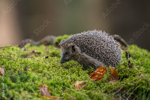 A cute European hedgehog (Erinaceus europaeus) walking on a lush green moss covered ground with dry autumn leaves in a forest.