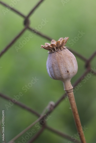 фотографія A dried poppy seed head stands out against a blurred green background, with a rusty wire fence in the foreground