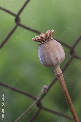 Fotografie A dried poppy seed head is attached to a thin stem, standing behind a rusty wire fence