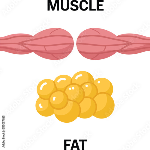 Muscle and fat tissue icon set representing muscle gain weight loss body composition and diet vector illustration