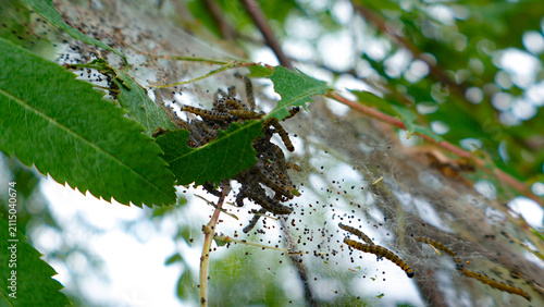 Принти на полотні Ermine moth caterpillars create a communal silk web, defoliating a rowan ash tre